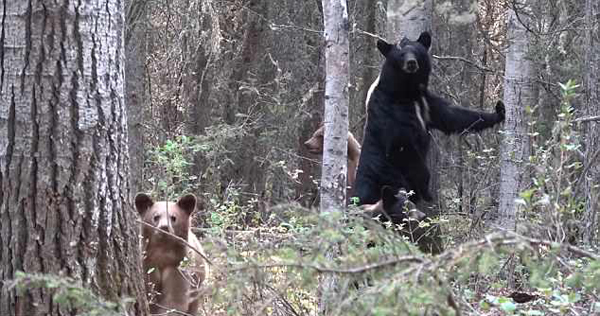 加猎人偷拍母熊时遇伏击 惊恐尖叫慌忙逃脱