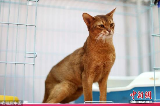 小猫的视频大全抖音 7f572c3a5c7c634e9a505aaf06bdb124.jpg