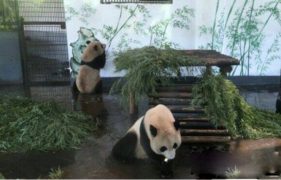 新闻 社会    8月15日,来长沙生态动物园熊猫馆参观的市民或许能发现