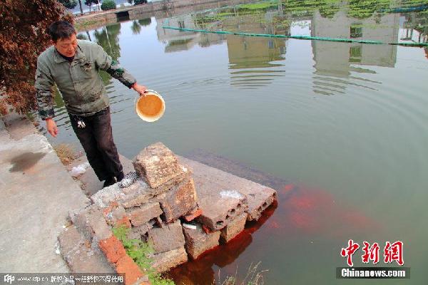 出现许多红色浮游动物这些被当地市民称作"水蛆"样的动物是因为河水