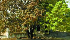  湖南现  奇树 :一边树叶枯萎 另一边长出新叶-尚