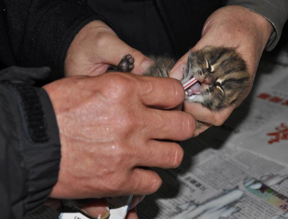  广西 来宾村民甘蔗地 发现野生豹猫 -尚一网-新闻