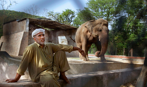 司机 开车吃棒冰被罚款  交警称棒冰易化影响驾