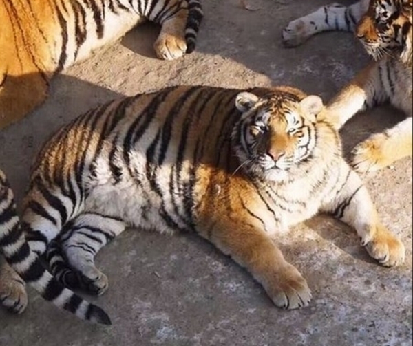 东北虎胖成球 网友戏称看到了假老虎