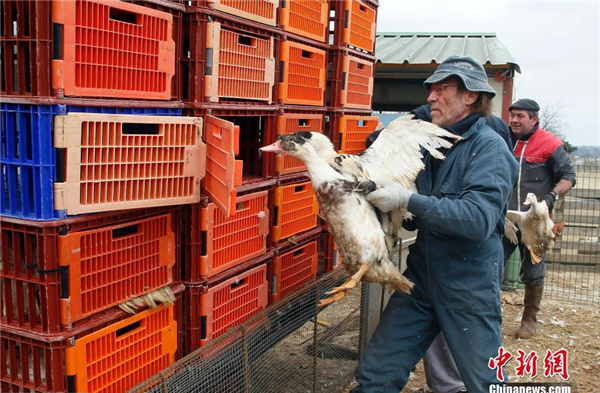 法国扑杀鹅肝酱产地36万只鸭子 抗击禽流感