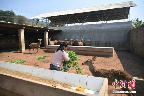 全面禁食野生动物后 “他们”和“它们”该何去何从