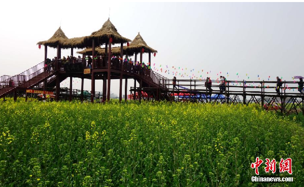 四川 油菜花 田间现机器猫 小黄人 图案萌翻游客-