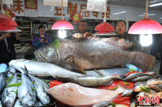 山东青岛海鲜市场现305斤巨型石斑鱼